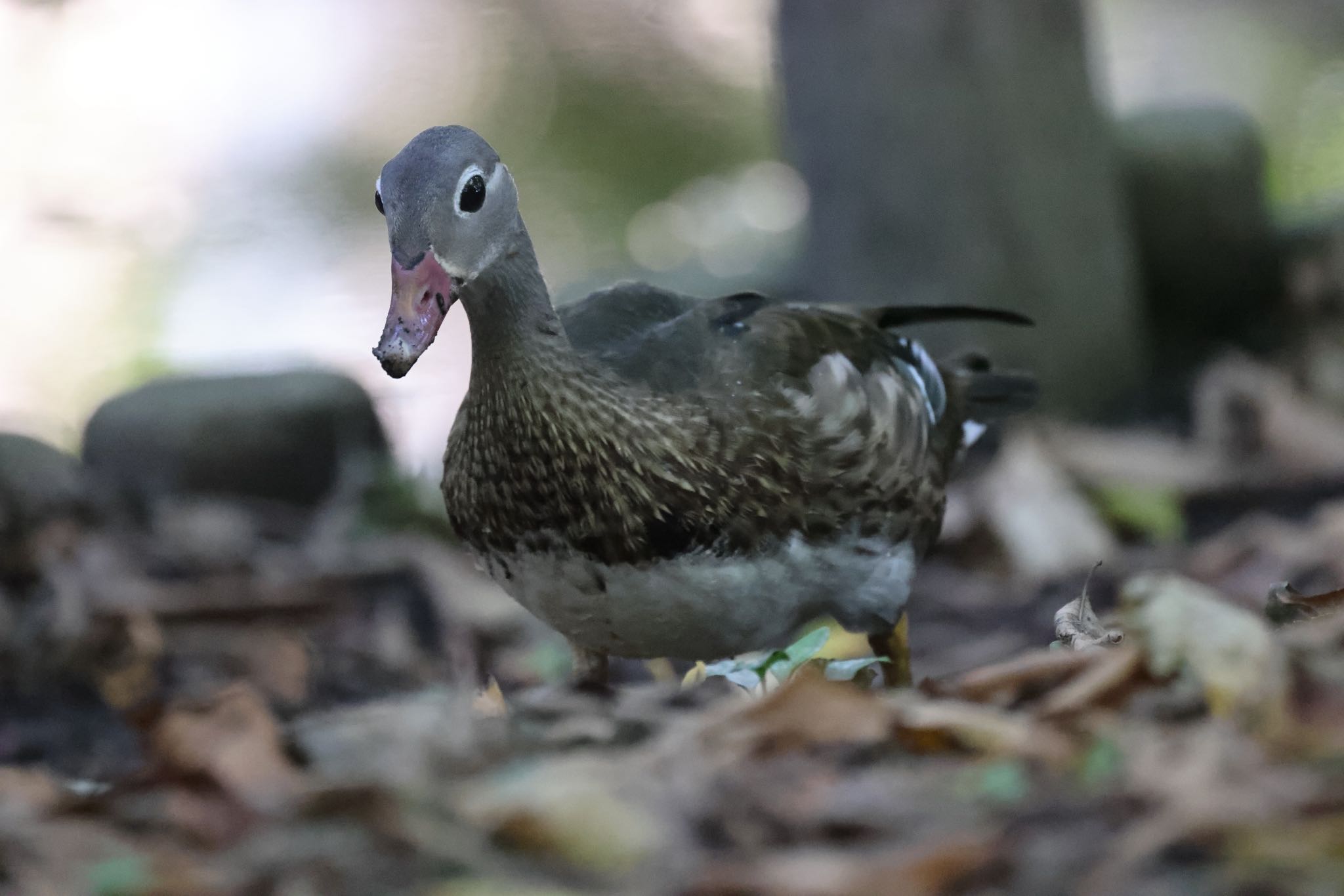 Mandarin Duck