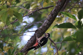 Sun, 9/10/2023 Birding report at 北海道大学