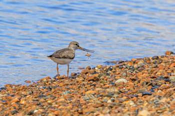 Terek Sandpiper 魚住海岸 Mon, 8/28/2023