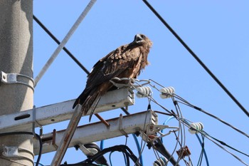 Black Kite 宗像市大島 Sat, 9/9/2023