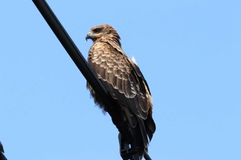 Black Kite 宗像市大島 Sat, 9/9/2023