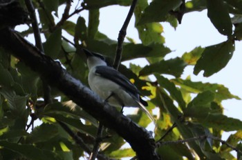 Ashy Minivet 福岡県営中央公園 Sun, 9/10/2023