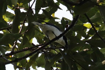 Ashy Minivet 福岡県営中央公園 Sun, 9/10/2023