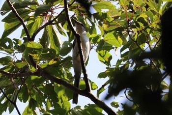 Ashy Minivet 福岡県営中央公園 Sun, 9/10/2023