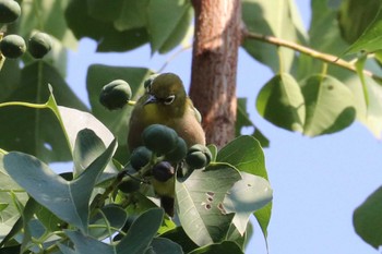 Warbling White-eye 福岡県営中央公園 Sun, 9/10/2023