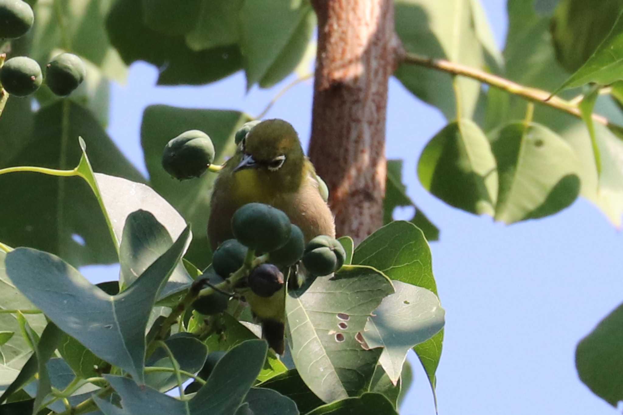 Photo of Warbling White-eye at 福岡県営中央公園 by 鳥茶漬け