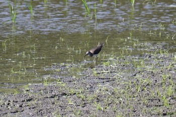 2018年9月5日(水) 東京港野鳥公園の野鳥観察記録