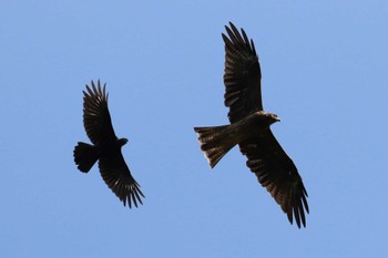 Black Kite 福岡県営中央公園 Sun, 9/10/2023