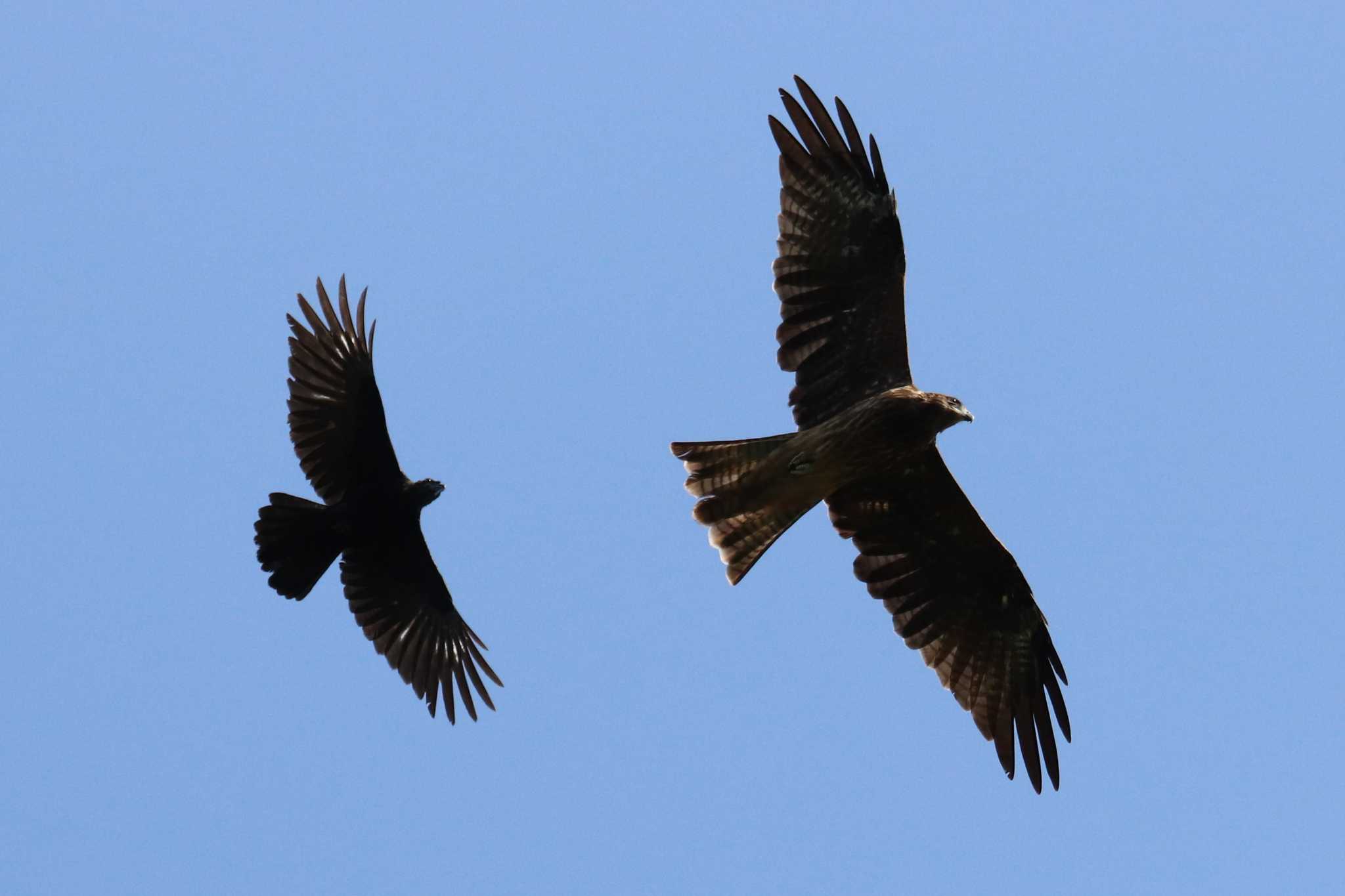 Photo of Black Kite at 福岡県営中央公園 by 鳥茶漬け