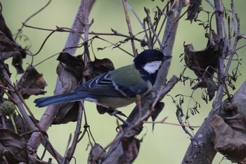 Japanese Tit 福岡県営中央公園 Sun, 9/10/2023