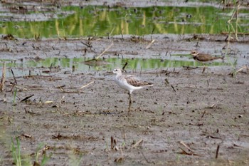 Marsh Sandpiper 川越市 Sun, 9/10/2023