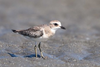 メダイチドリ ふなばし三番瀬海浜公園 2023年9月5日(火)