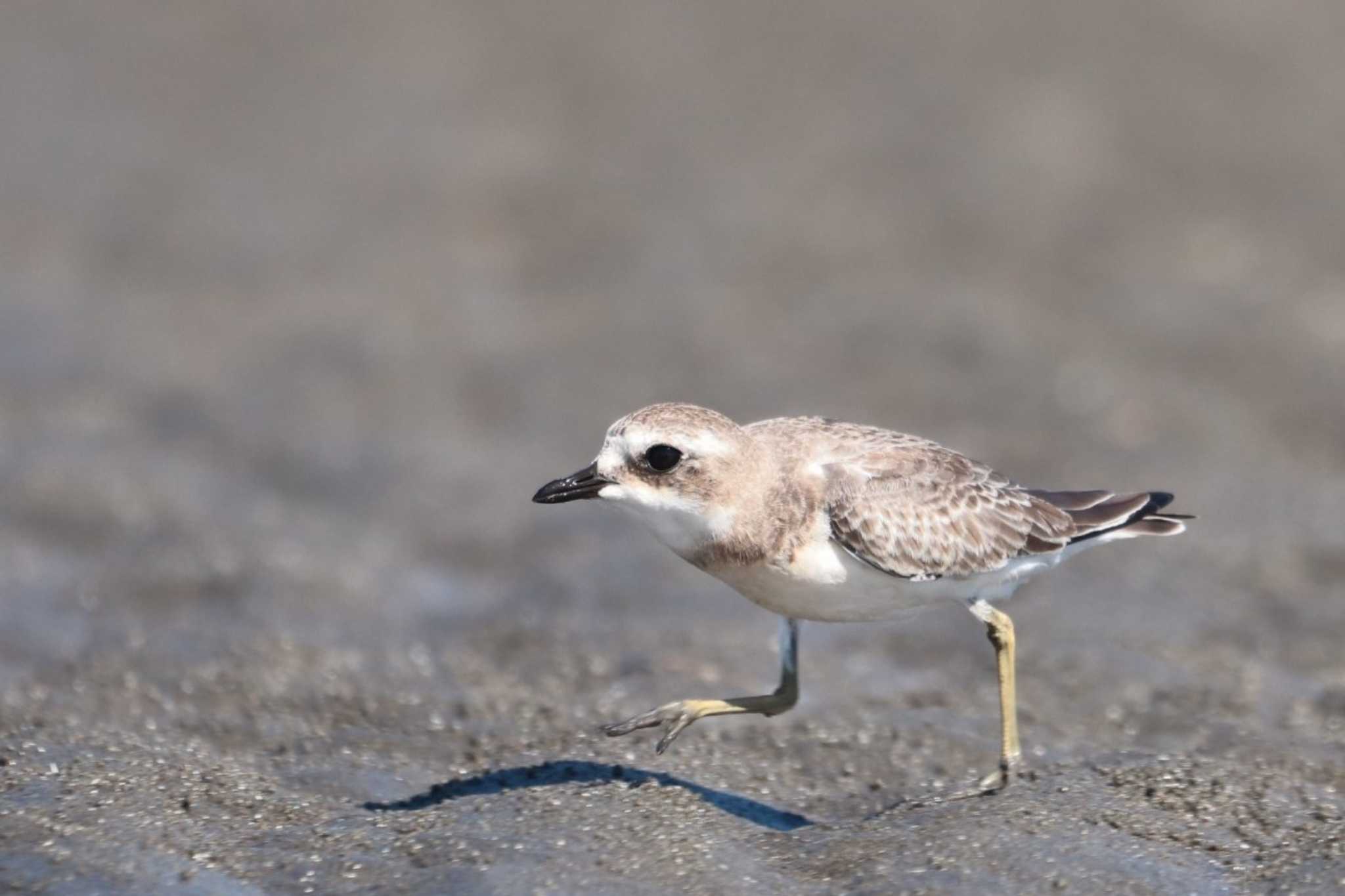 Siberian Sand Plover