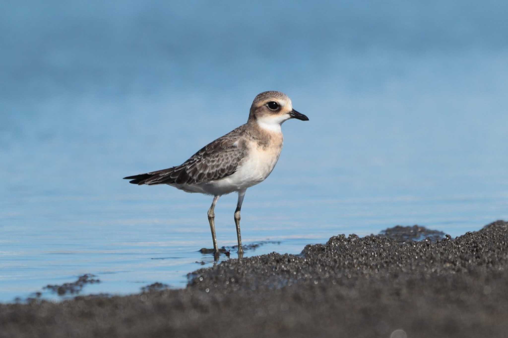 Siberian Sand Plover