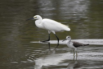 2023年9月9日(土) 伊佐沼の野鳥観察記録