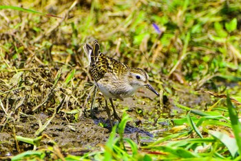 Long-toed Stint 平塚田んぼ Sun, 9/4/2022