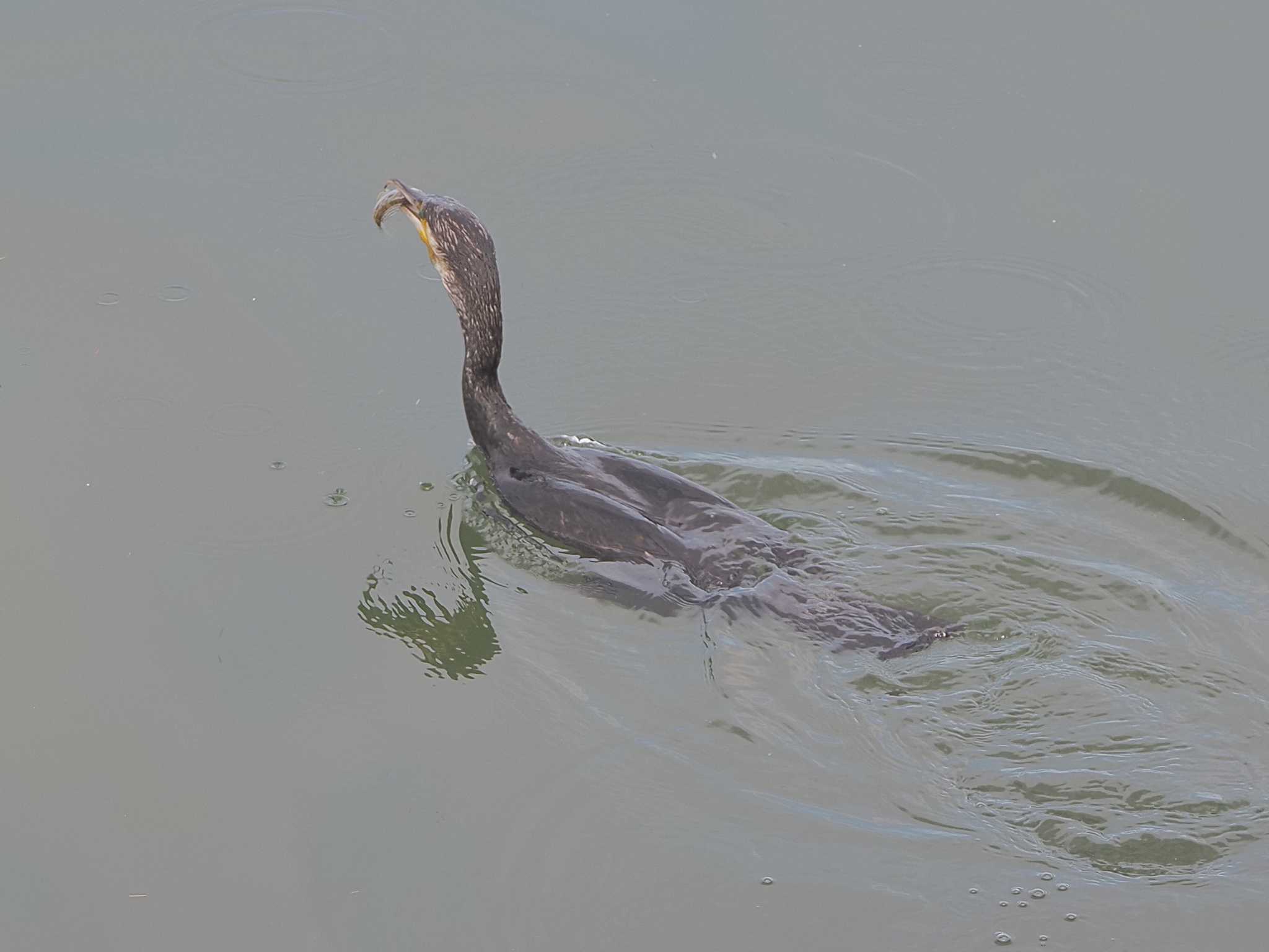 Great Cormorant