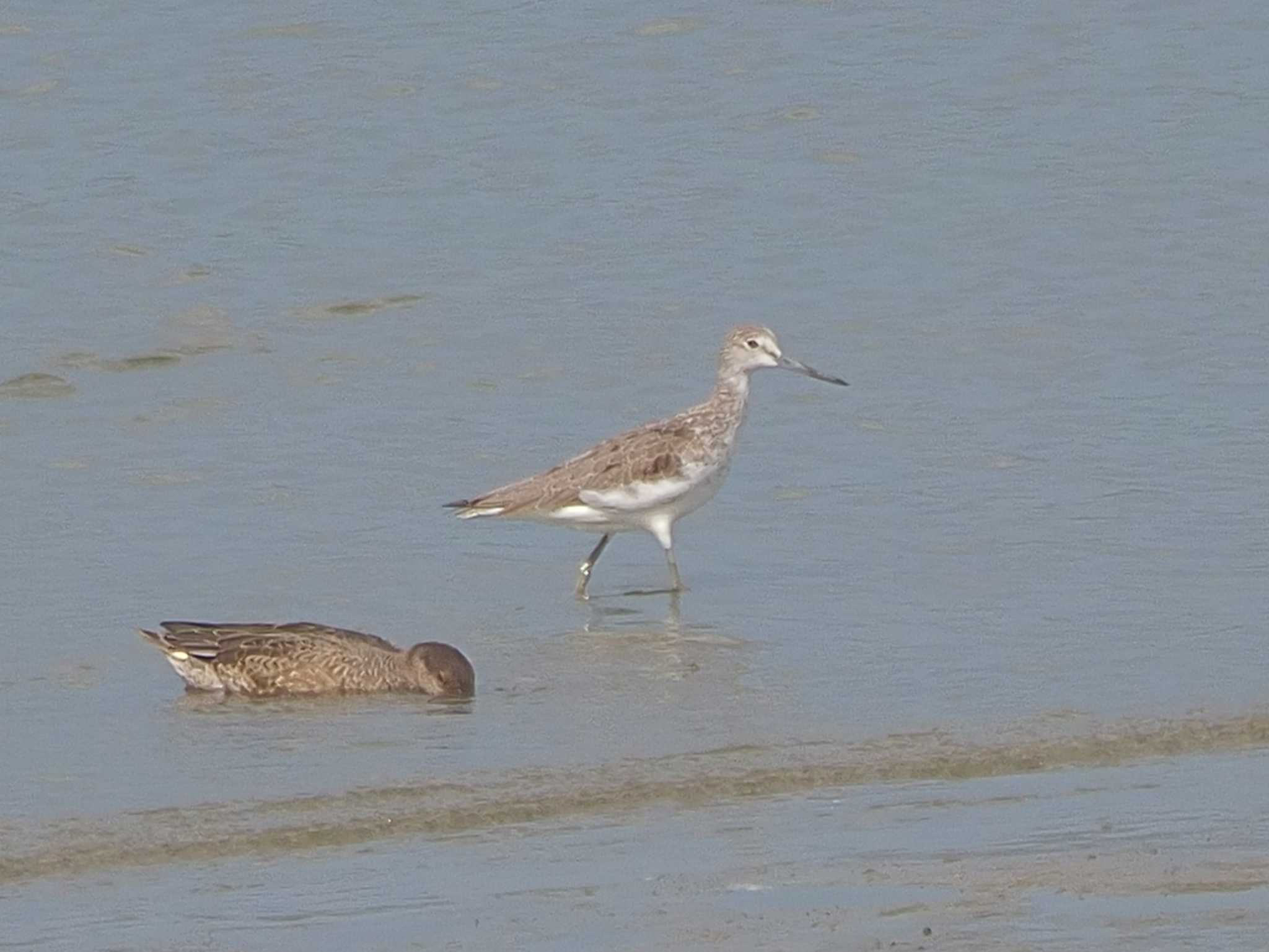 Photo of Common Greenshank at Fujimae Tidal Flat by MaNu猫