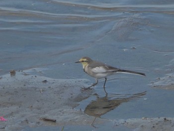 2023年9月10日(日) 藤前干潟の野鳥観察記録