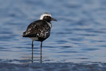 ダイゼン ふなばし三番瀬海浜公園 2023年9月10日(日)