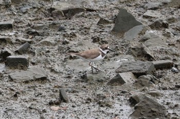 Long-billed Plover 土留木川河口(東海市) Mon, 8/14/2023