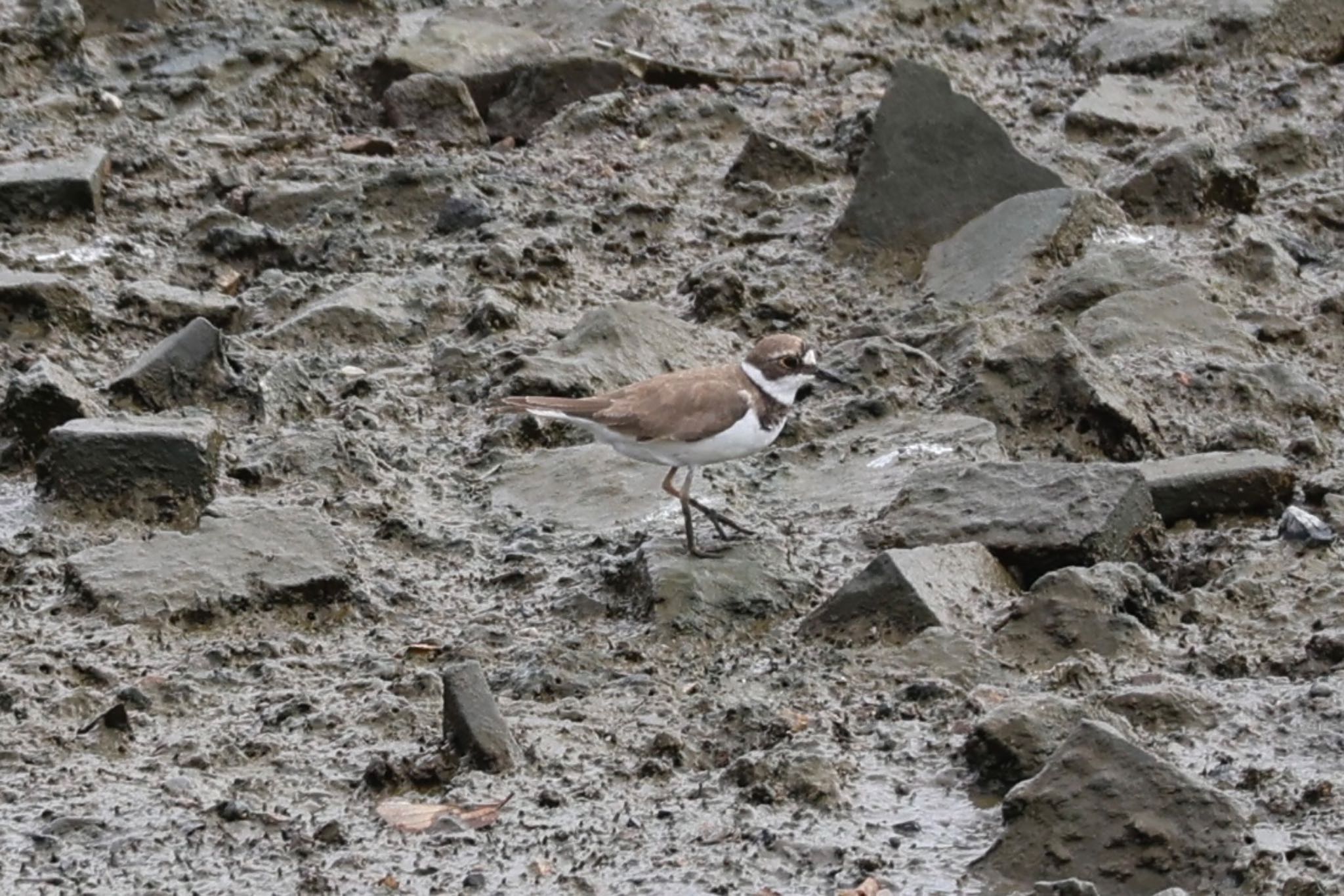 Photo of Long-billed Plover at 土留木川河口(東海市) by ベルサス