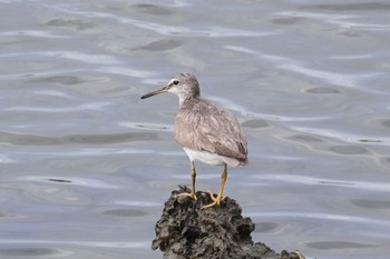 Grey-tailed Tattler 土留木川河口(東海市) Mon, 8/14/2023