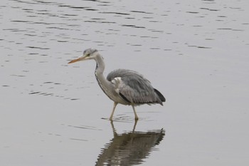 Grey Heron 大池公園 Sun, 1/30/2022