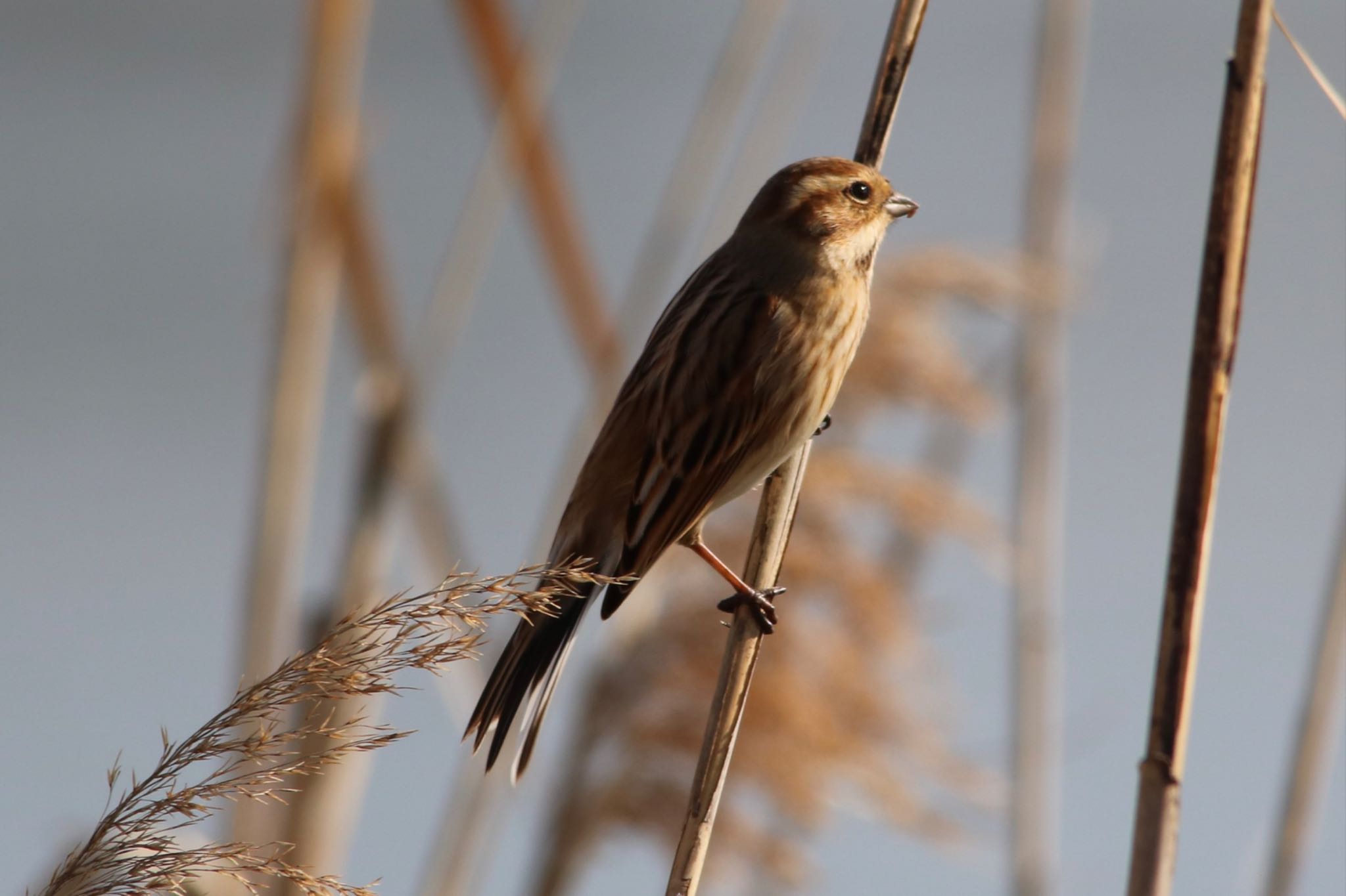 Photo of Common Reed Bunting at 弥富野鳥園 by ベルサス