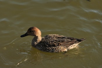 Northern Pintail 小幡緑地 Sun, 11/27/2022