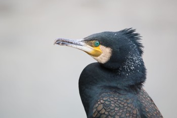 Great Cormorant 東海市 太田川 Tue, 5/31/2022