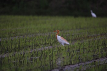 アマサギ 場所が不明 2022年6月26日(日)