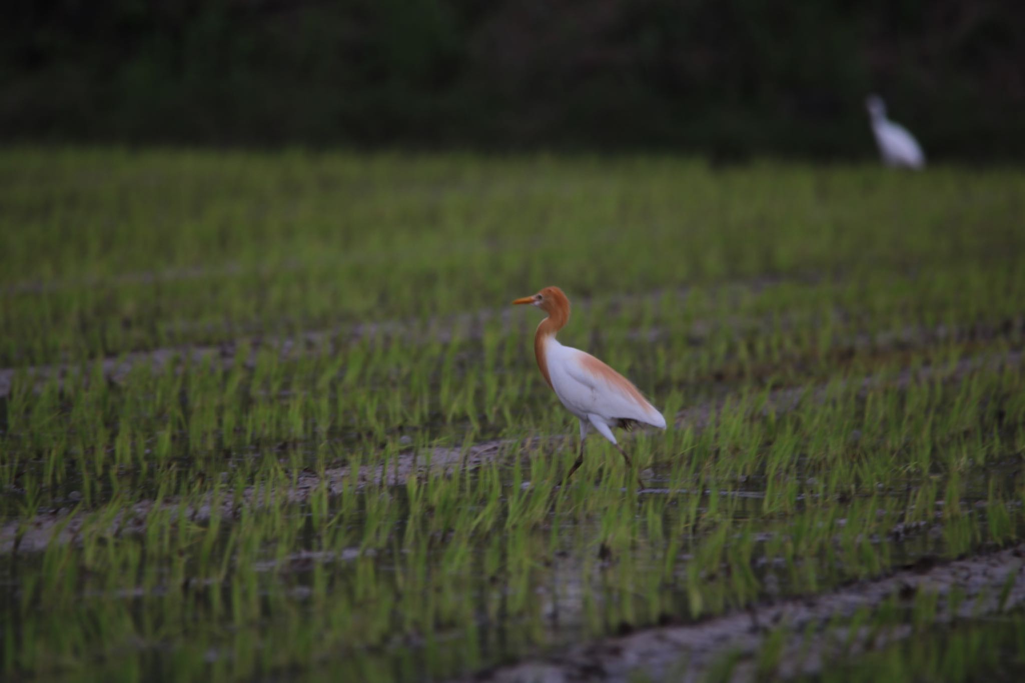 Photo of Eastern Cattle Egret at  by ベルサス