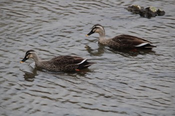 Eastern Spot-billed Duck 東海市 太田川 Tue, 5/31/2022