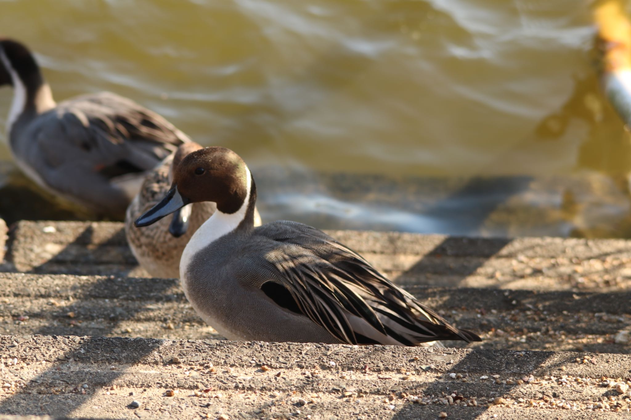 Photo of Northern Pintail at 小幡緑地 by ベルサス