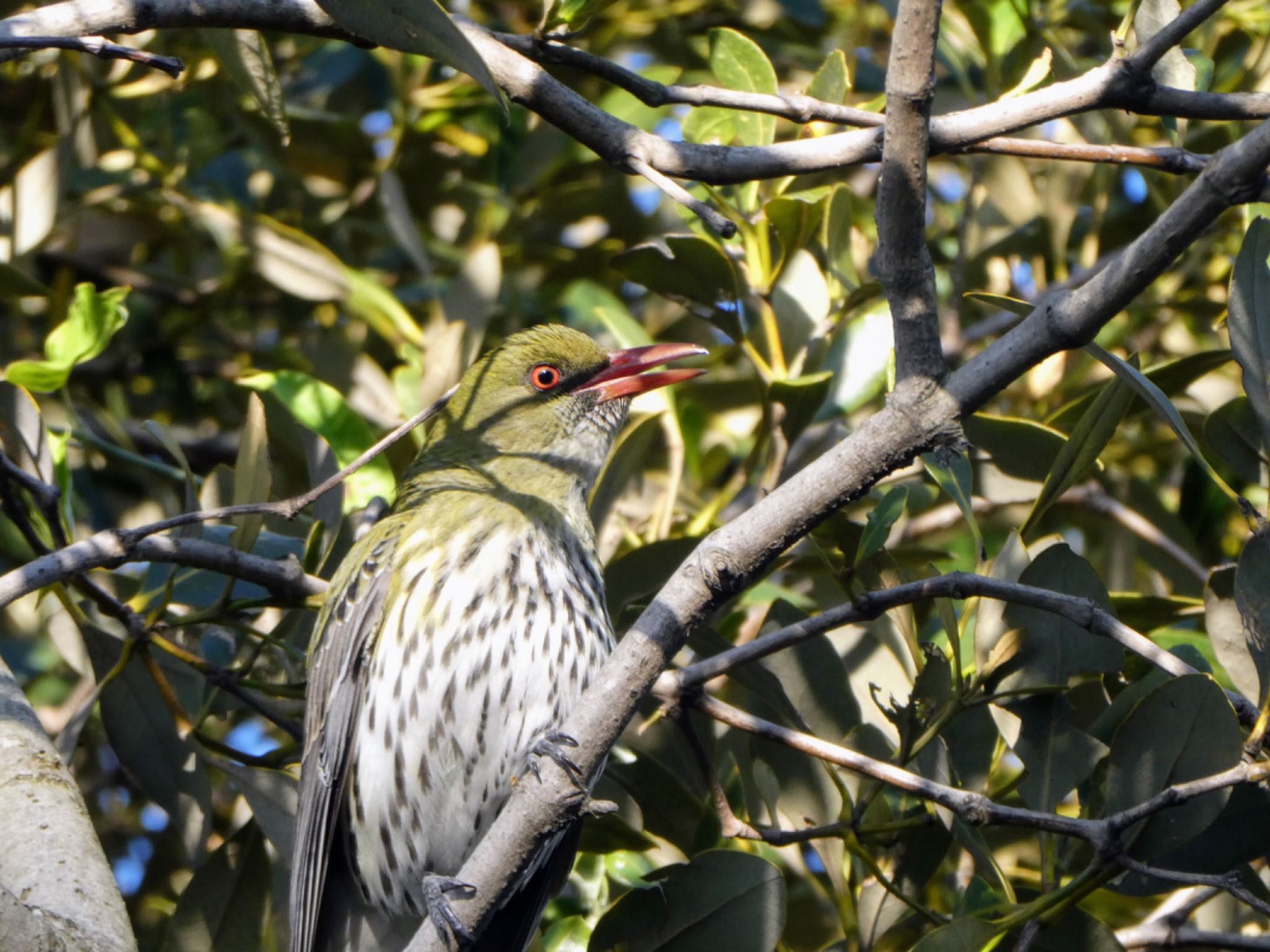 Banksia, NSW, Australia シロハラコウライウグイスの写真 by Maki