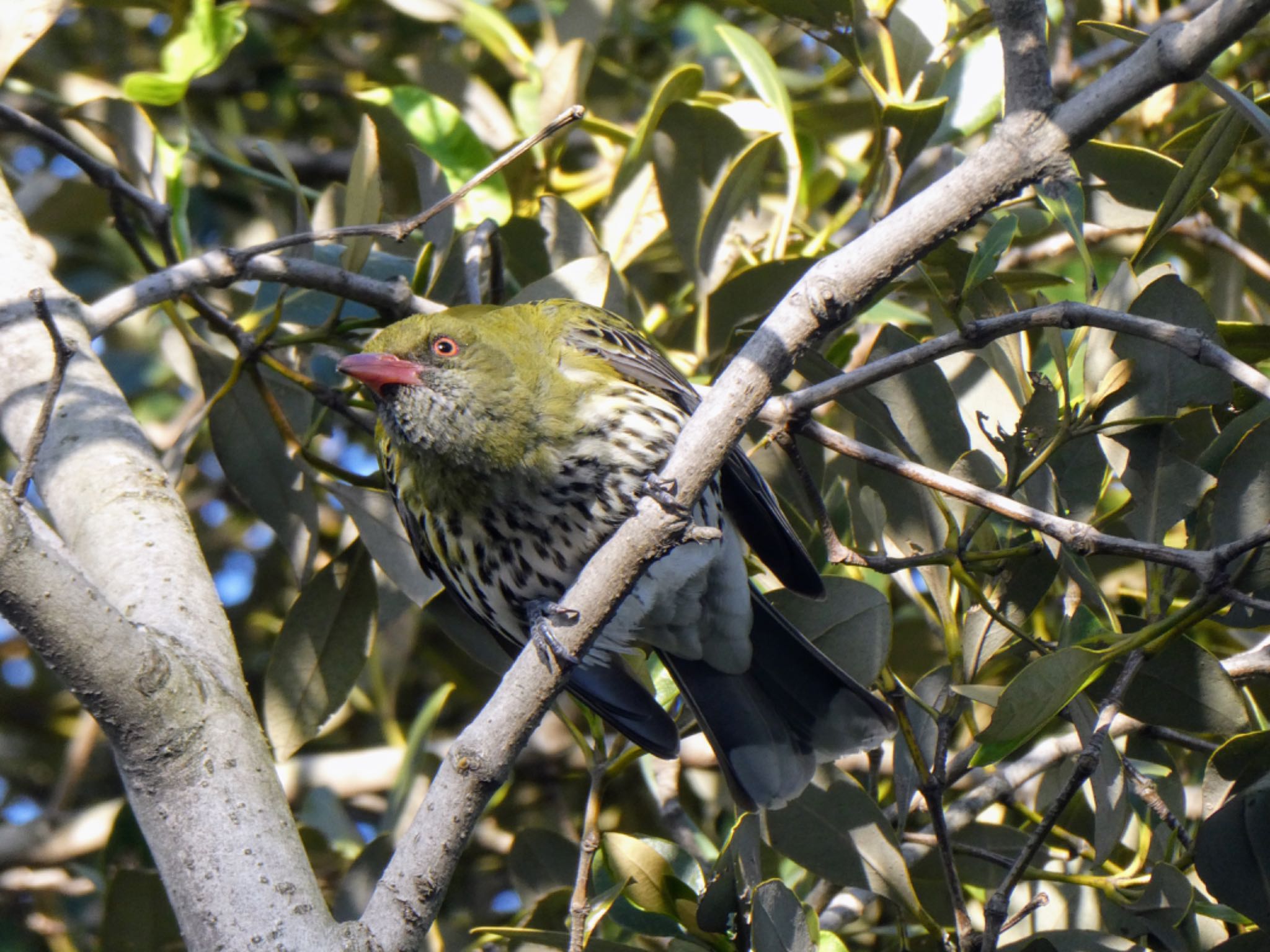 Banksia, NSW, Australia シロハラコウライウグイスの写真 by Maki