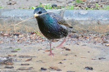 Sat, 3/3/2018 Birding report at Barcelona,spain