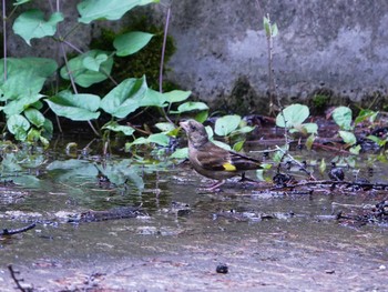 Grey-capped Greenfinch Lake Kawaguchiko Thu, 9/7/2023