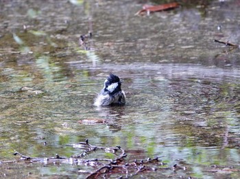 Coal Tit Lake Kawaguchiko Thu, 9/7/2023