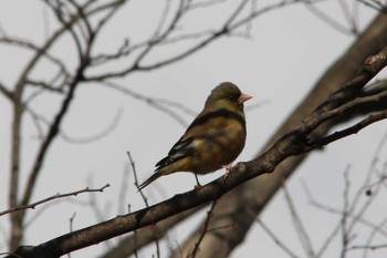 Grey-capped Greenfinch 大池公園 Wed, 2/23/2022