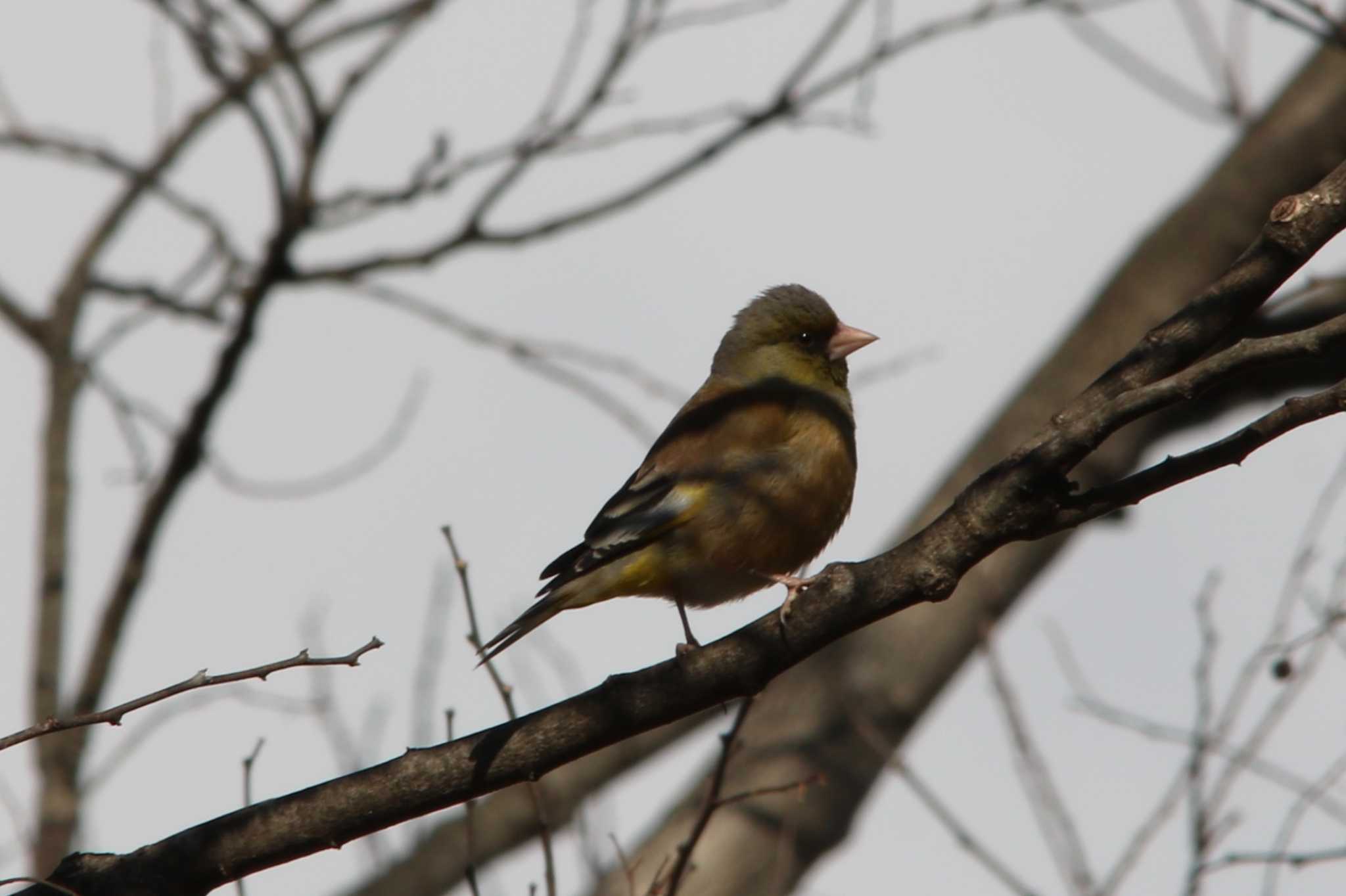 Photo of Grey-capped Greenfinch at 大池公園 by ベルサス