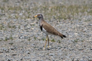 Grey-headed Lapwing Unknown Spots Sun, 4/23/2023