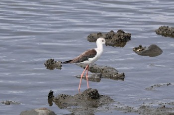 Black-winged Stilt 土留木川河口(東海市) Mon, 8/14/2023