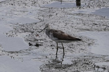 Common Greenshank 土留木川河口(東海市) Mon, 8/14/2023