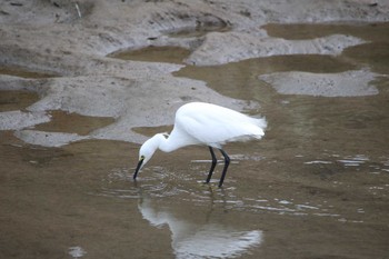 Little Egret 東海市 太田川 Sat, 3/5/2022