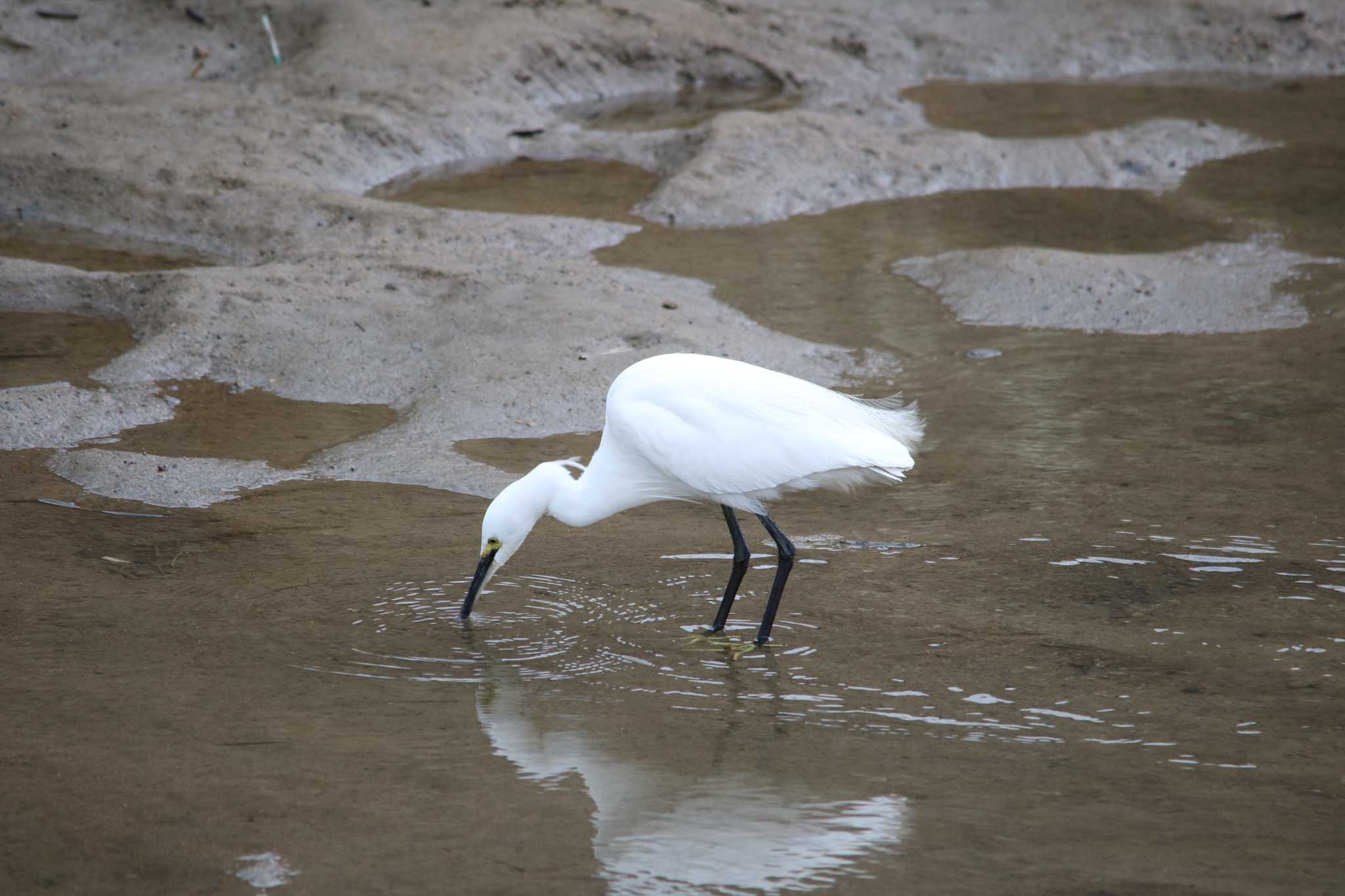 Photo of Little Egret at 東海市 太田川 by ベルサス