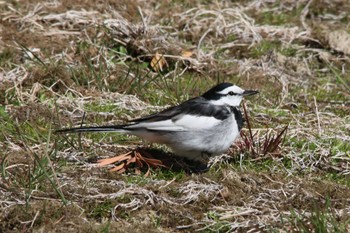 White Wagtail Unknown Spots Sun, 3/6/2022