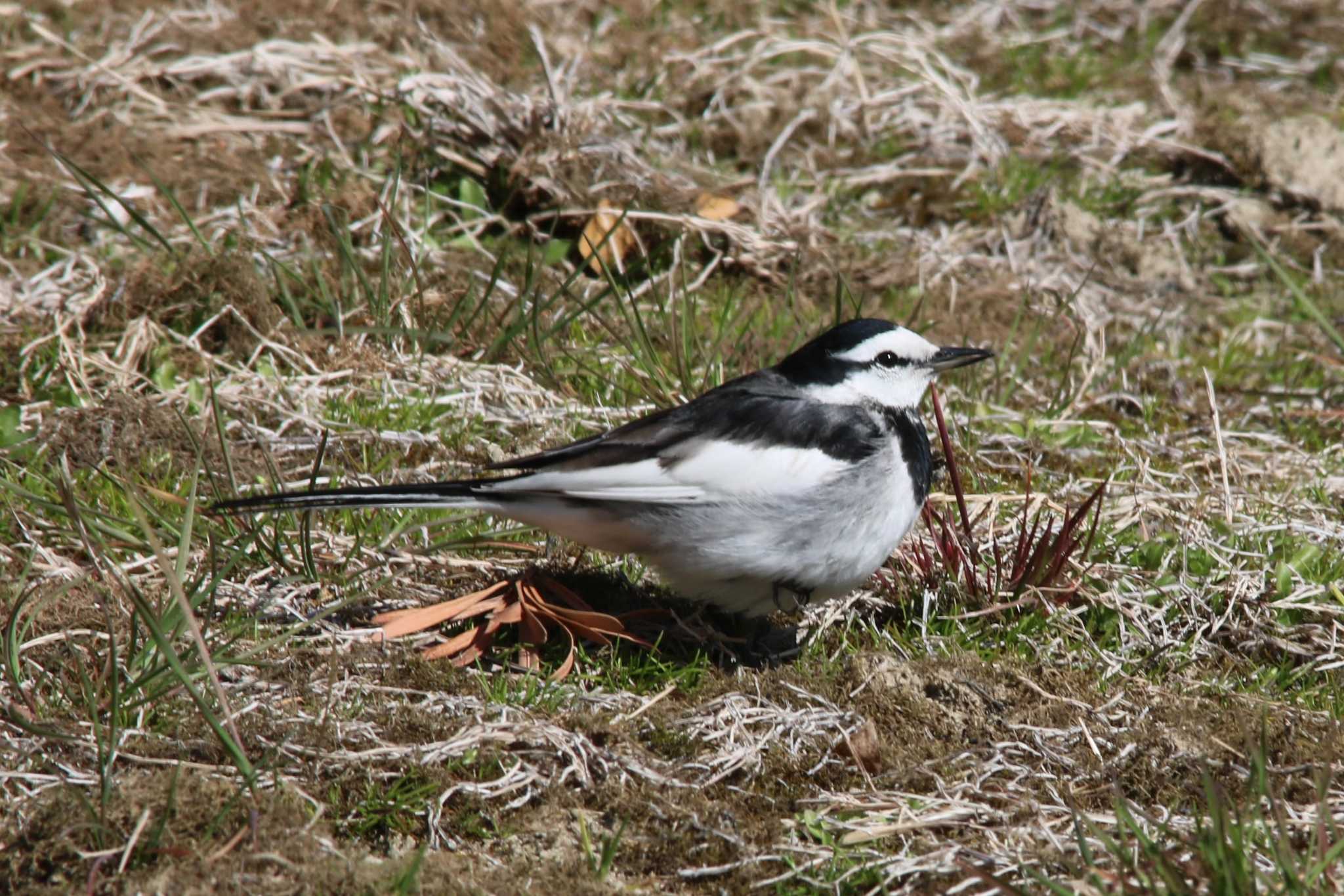 Photo of White Wagtail at  by ベルサス