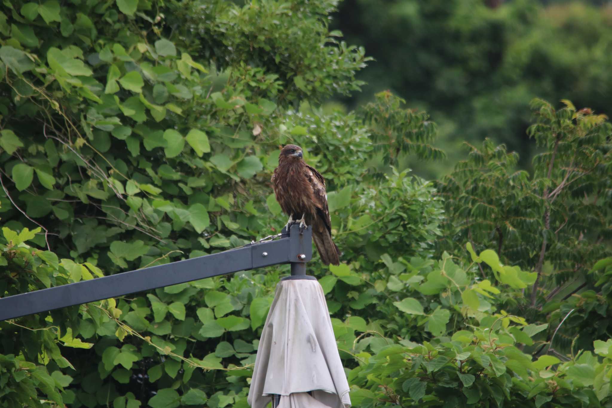 Photo of Black Kite at 内海 愛知県 by ベルサス